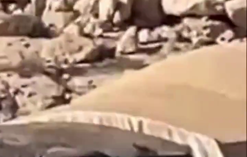 Thumbnail preview image for the video titled: Backed by soldiers, settlers steal goats to Palestinian community in the Al-Mudda area of Al-Mughayyir