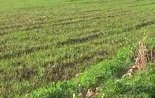 Thumbnail preview image for the video titled: Levelling land for the construction of a segregation barrier and a colonial road in the area of Atouf