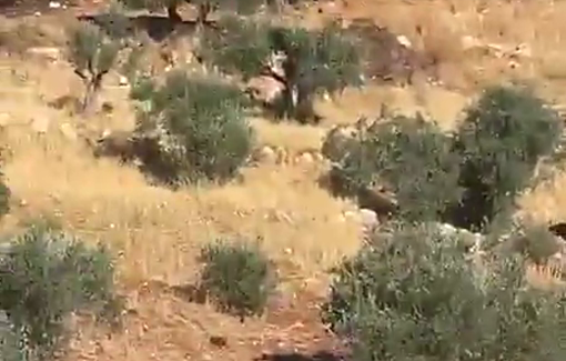 Thumbnail preview image for the video titled: Settlers invading the agricultural land of Palestinian farmer in Duma