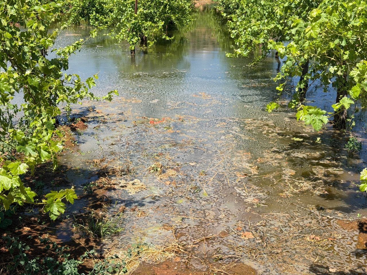 Thumbnail preview image for the video titled: Israeli settlers flooded Palestinian farmland with wastewater from the Kfar Etzion wastewater treatment plant, causing extensive damage to agricultural crops