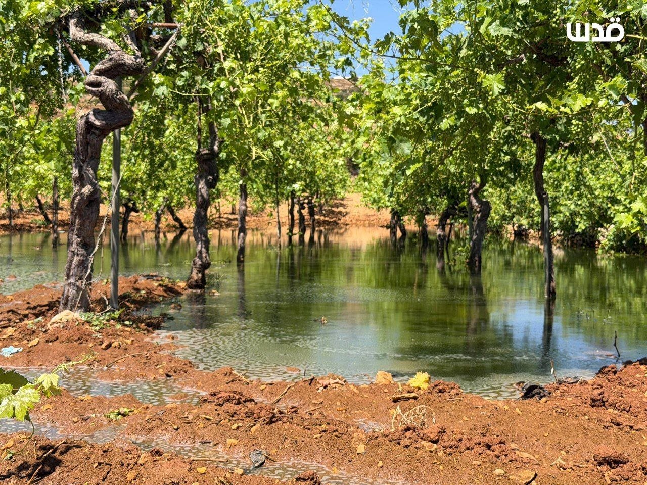 Thumbnail preview image for the video titled: Israeli settlers flooded Palestinian farmland with wastewater from the Kfar Etzion wastewater treatment plant, causing extensive damage to agricultural crops