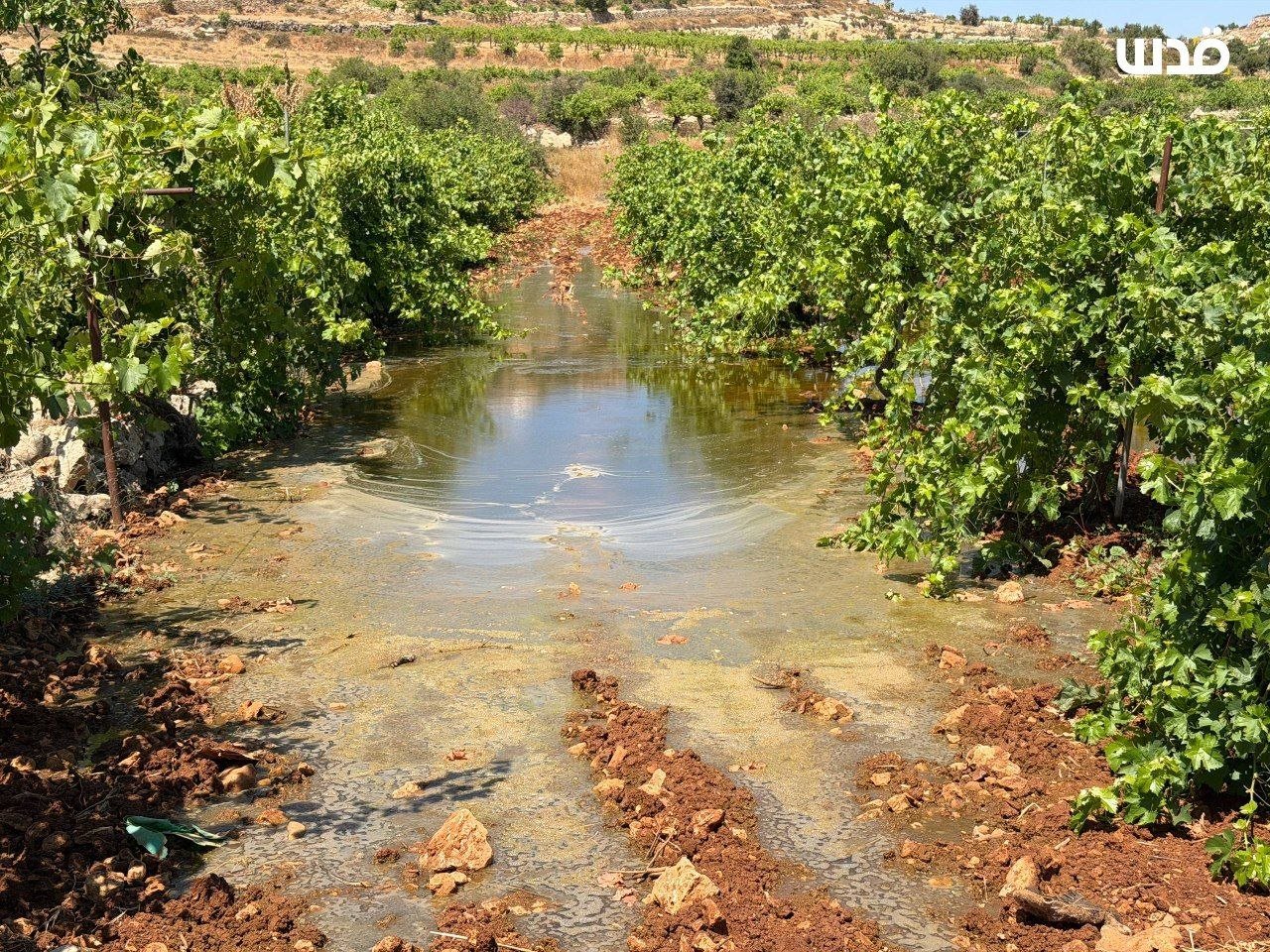 Thumbnail preview image for the video titled: Israeli settlers flooded Palestinian farmland with wastewater from the Kfar Etzion wastewater treatment plant, causing extensive damage to agricultural crops