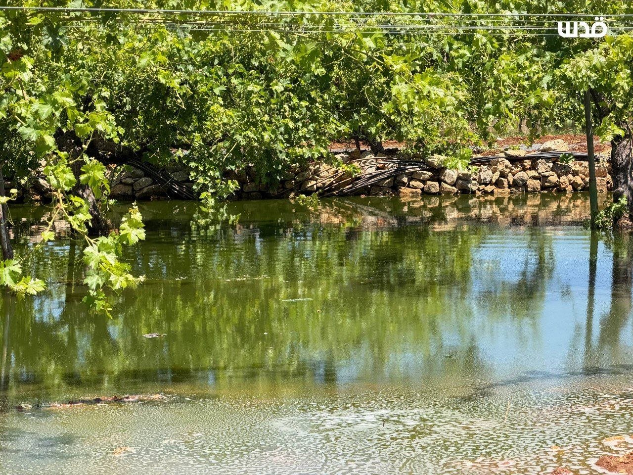 Thumbnail preview image for the video titled: Israeli settlers flooded Palestinian farmland with wastewater from the Kfar Etzion wastewater treatment plant, causing extensive damage to agricultural crops
