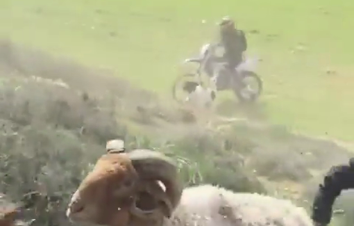 Thumbnail preview image for the video titled: A settler from the "Meitarim Farm" assaults a sheep herd and the boy tending it with his motorcycle
