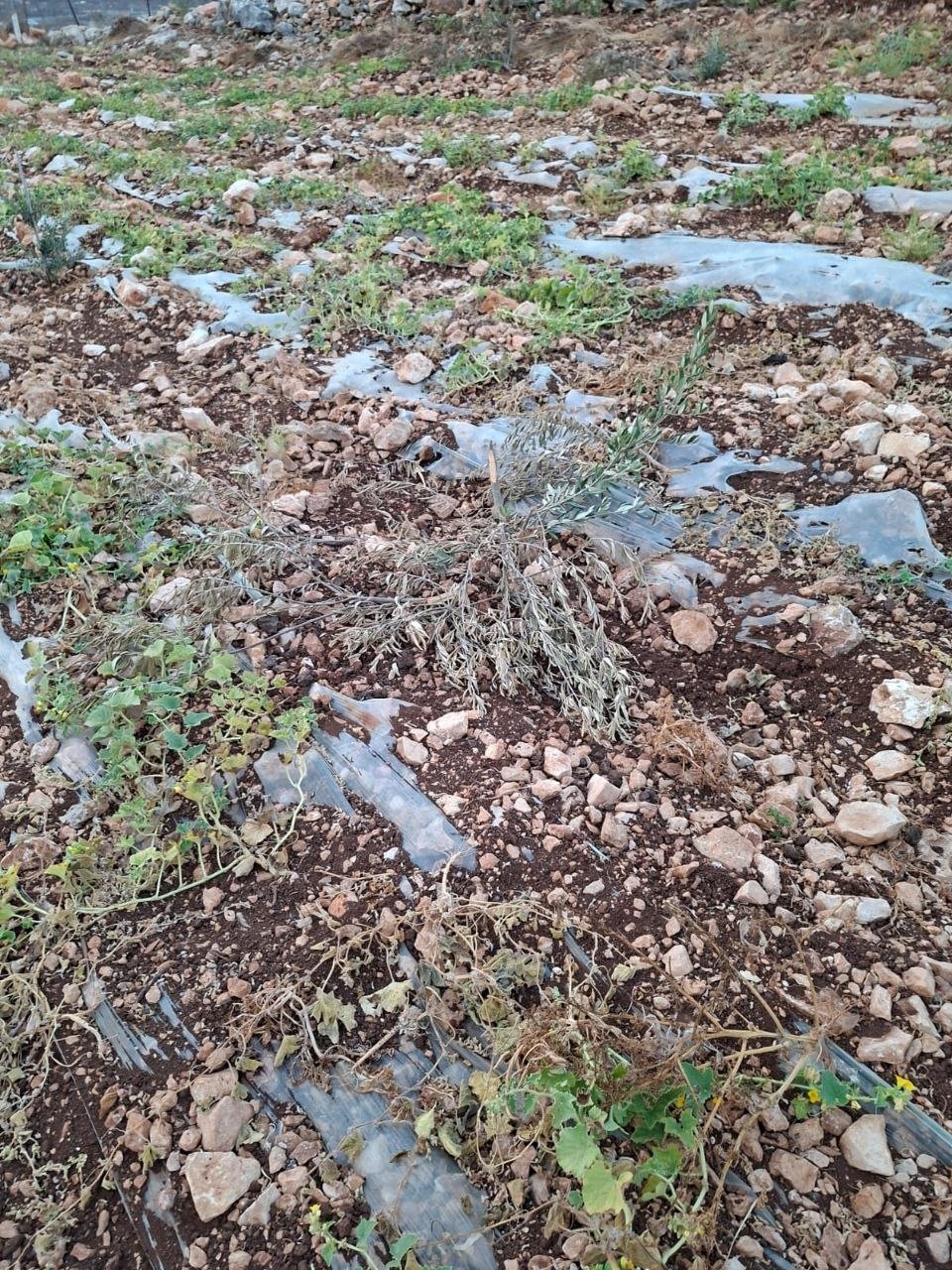 Thumbnail preview image for the video titled: Settlers uproot olive saplings and damage water tanks on farmers’ land in the town of Deir Sharaf