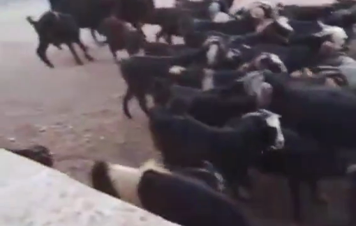 Thumbnail preview image for the video titled: Israeli settlers are sending their children into the Palestinian family of Dar Faza'a to harass Palestinian resident