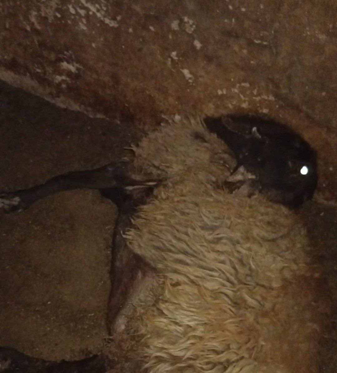 Thumbnail preview image for the video titled: Several livestock died after an Israeli settler attacked them in Al-Mughayyir,