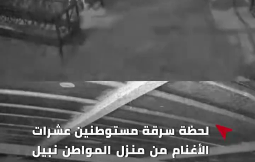 Thumbnail preview image for the video titled: Israeli settlers, backed by soldiers, raid the home of Palestinian citizen Nabil Abu Alia in Al-Mughayyir, stealing dozens of sheep