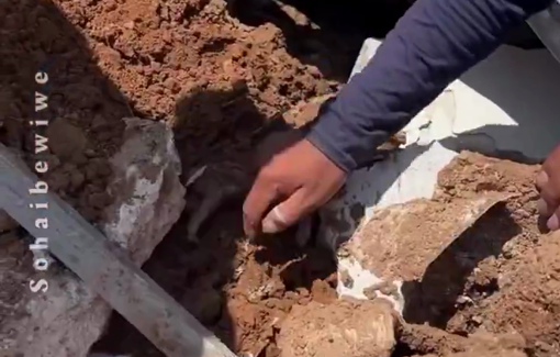 Thumbnail preview image for the video titled: Residents of Khirbet al-Fakheit rescue a tiny kitten from the rubble after Israeli destroyed it without prior warning