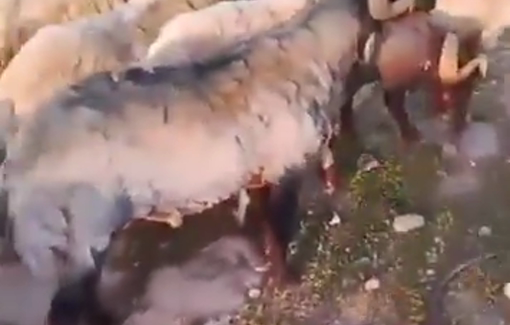 Thumbnail preview image for the video titled: Israeli settlers proactively release their livestock into the vicinity of Palestinian residents' homes in Khirbet al-Fakhit