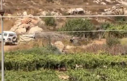 Thumbnail preview image for the video titled: Israeli settlers steal the grape harvest from farmland in the Al-Buwayra area