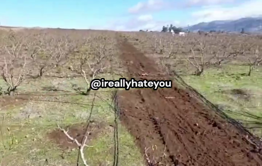 Thumbnail preview image for the video titled: IDF soldier posted a POV video of himself destroying fruit trees in Lebanon.