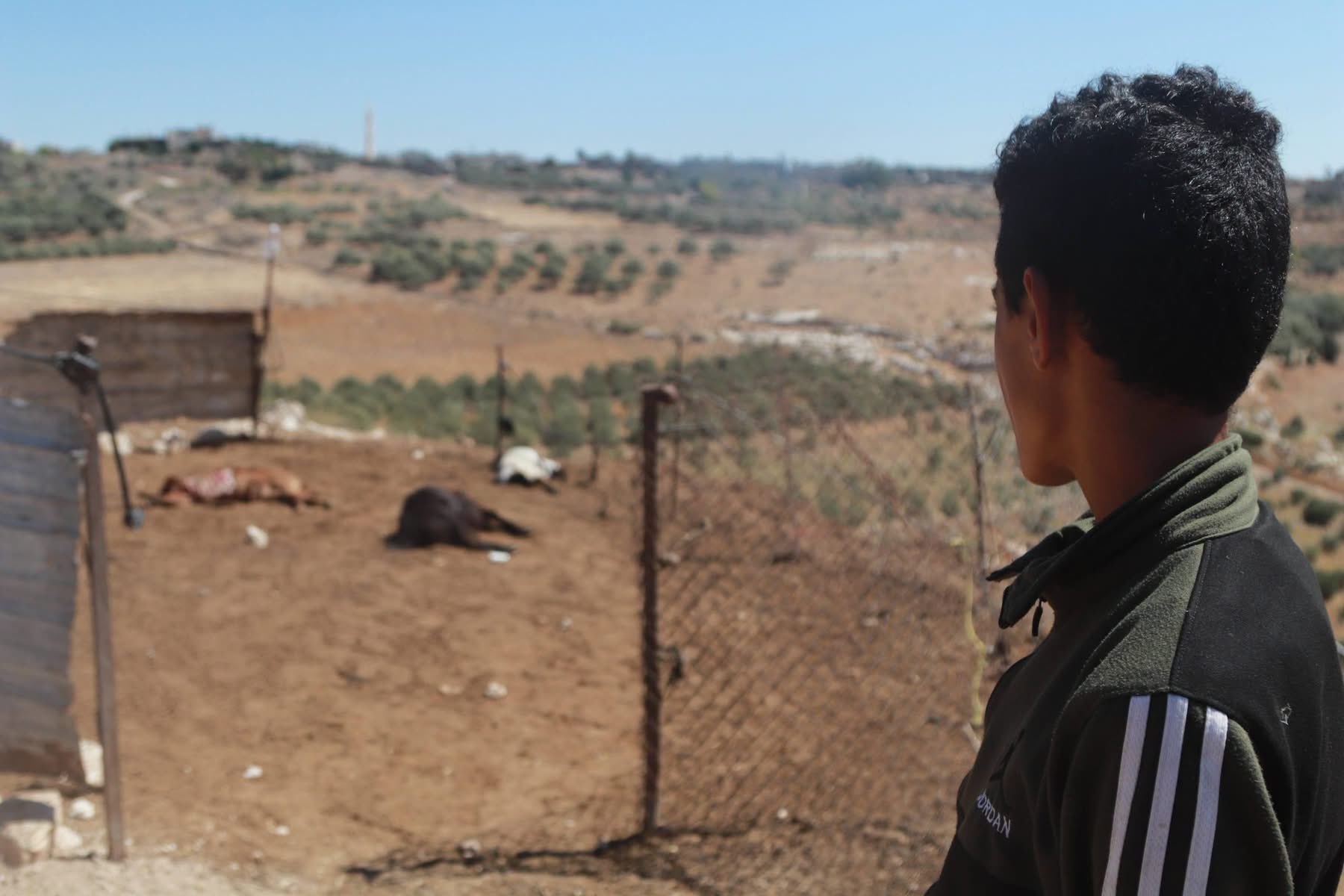 Thumbnail preview image for the video titled: Herd of goats killed by Israeli artillery in Syria's countryside