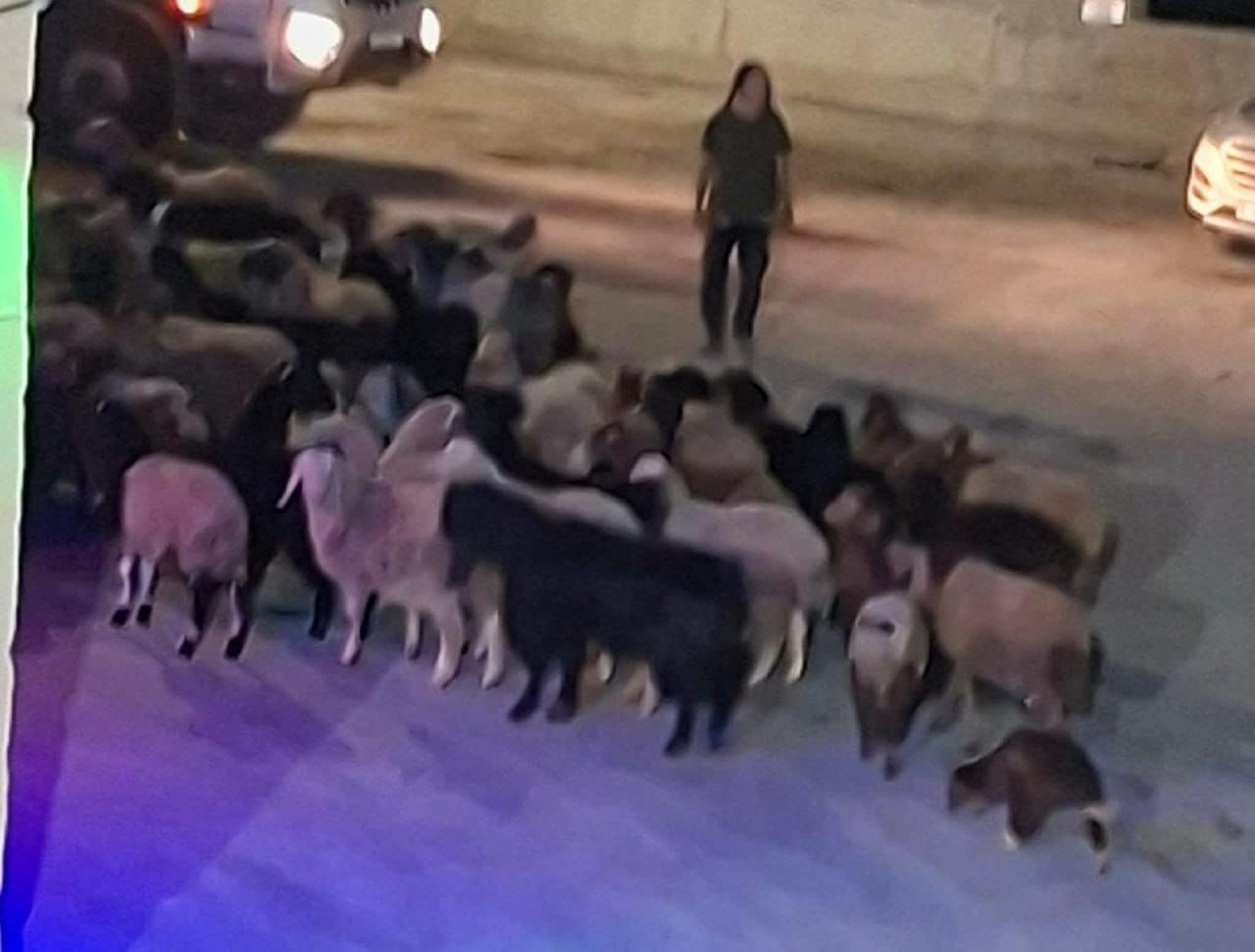 Thumbnail preview image for the video titled: Israeli settlers backed by soldiers stole sheep from a Palestinian citizen in Silwad
