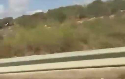 Thumbnail preview image for the video titled: Settlers invaded Palestinian olive groves near Sinjil village, north of Ramallah, to steal olives