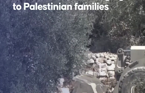 Thumbnail preview image for the video titled: Israeli army uproots 400 olive trees on 3.1 hectares of Palestinian-owned land in Beit Rima