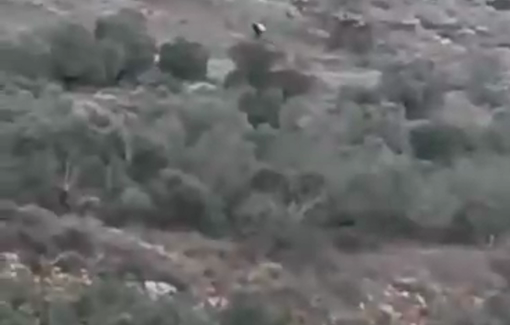 Thumbnail preview image for the video titled: Settler stealing Palestinian olives in Burin, near Huwara