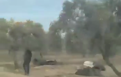 Thumbnail preview image for the video titled: Israeli settlers stole olives from lands in the western area of Al-Mughayyir village