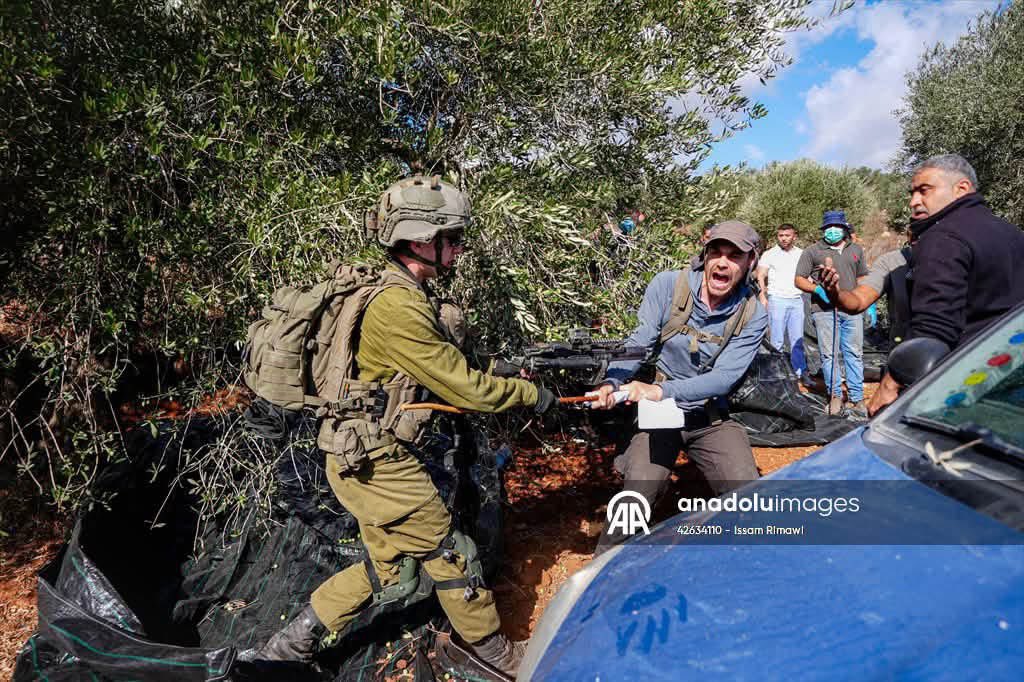 Thumbnail preview image for the video titled: The Israeli soldiers prevents residents of Beita, south of Nablus, from harvesting olives