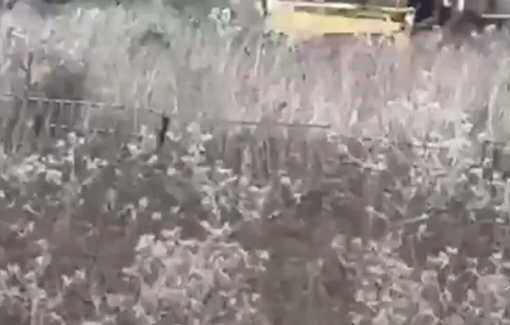 Thumbnail preview image for the video titled: Israeli settler destroying olive trees in the Plain of Surra, near Nablus, ahead of the harvest season