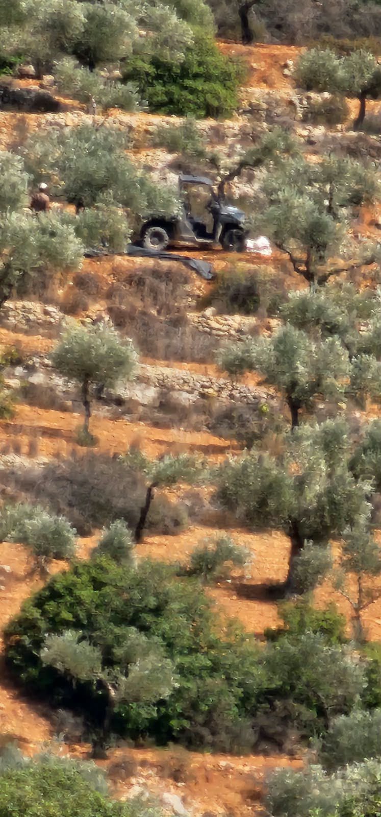 Thumbnail preview image for the video titled: In Awwin, Ramallah Governorate, Jewish settlers steal olive and harvest equipment