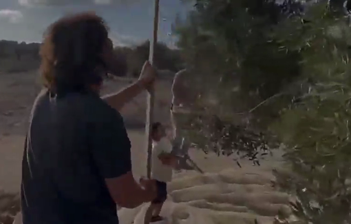 Thumbnail preview image for the video titled: Avichai Suissa, CEO of Hashomer Yosh, harvesting ancient olive trees owned by Palestinians in the area of the village of Qaryut