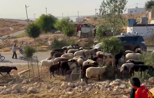 Thumbnail preview image for the video titled: Shimon Atiya invaded the courtyards and garden of the Umm al Khair family with the protection of the Israeli police