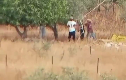 Thumbnail preview image for the video titled: Israeli settlers steal olives from Palestinians’ agricultural lands in the town of Deir Dibwan