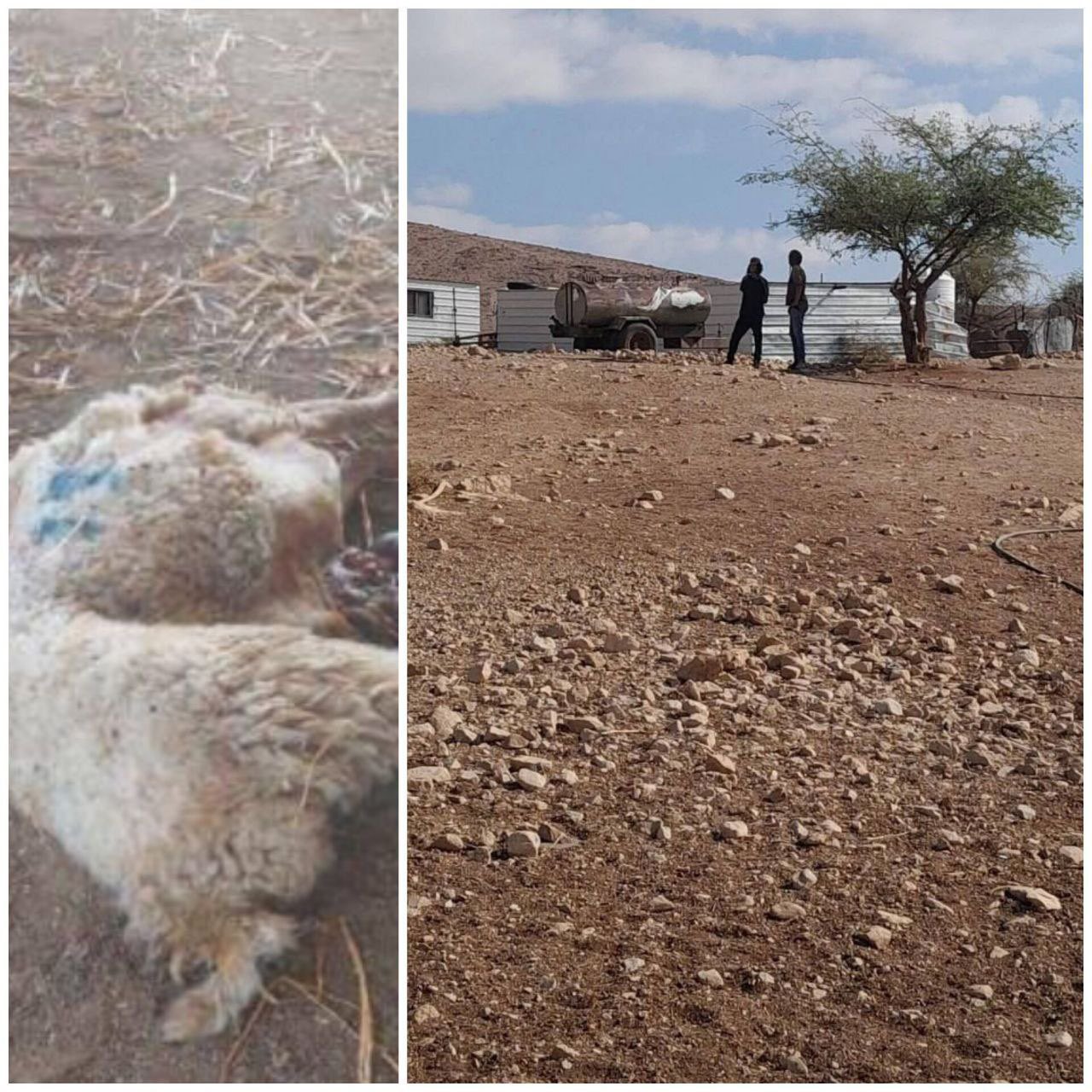 Thumbnail preview image for the video titled: Jewish settlers poisoned sheep belonging to Palestinians in the Shalal al-Auja community