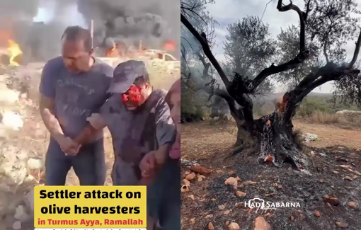 Thumbnail preview image for the video titled: Dozens of settlers attacked the vehicles of the olive pickers and injured the farmers in Turmus Ayya