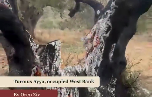 Thumbnail preview image for the video titled: Israeli settlers attacked Palestinian olive harvesters in Turmus Ayya, near Ramallah, injuring several people