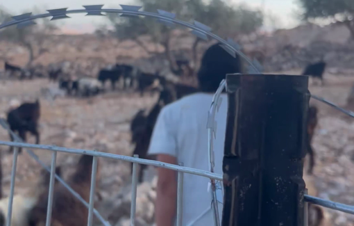 Thumbnail preview image for the video titled: In Dar Faza'a, Josef Haim and Yedidya continue to prevent olive harvest and to assault journalist