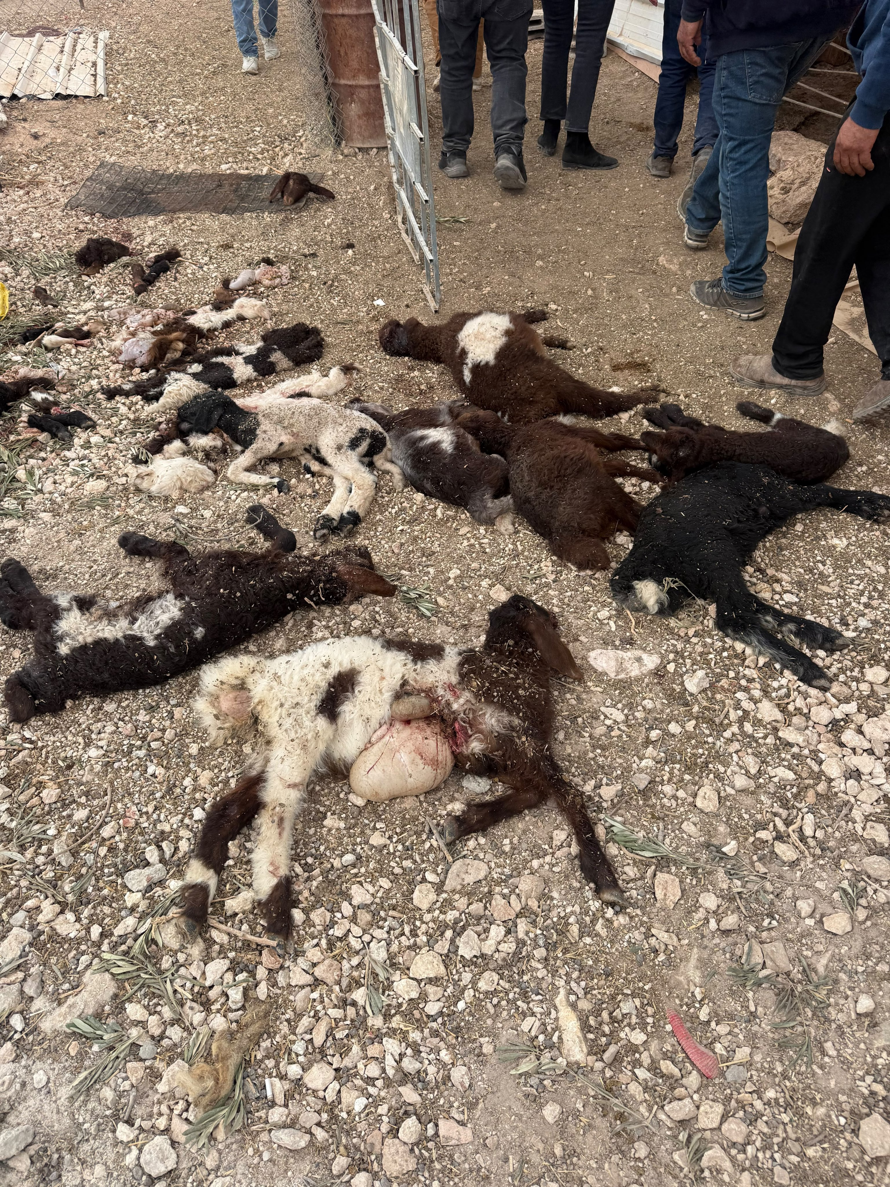 Thumbnail preview image for the video titled: Jewish settlers slaughtered nearly a dozen baby sheep in Kafr Malik