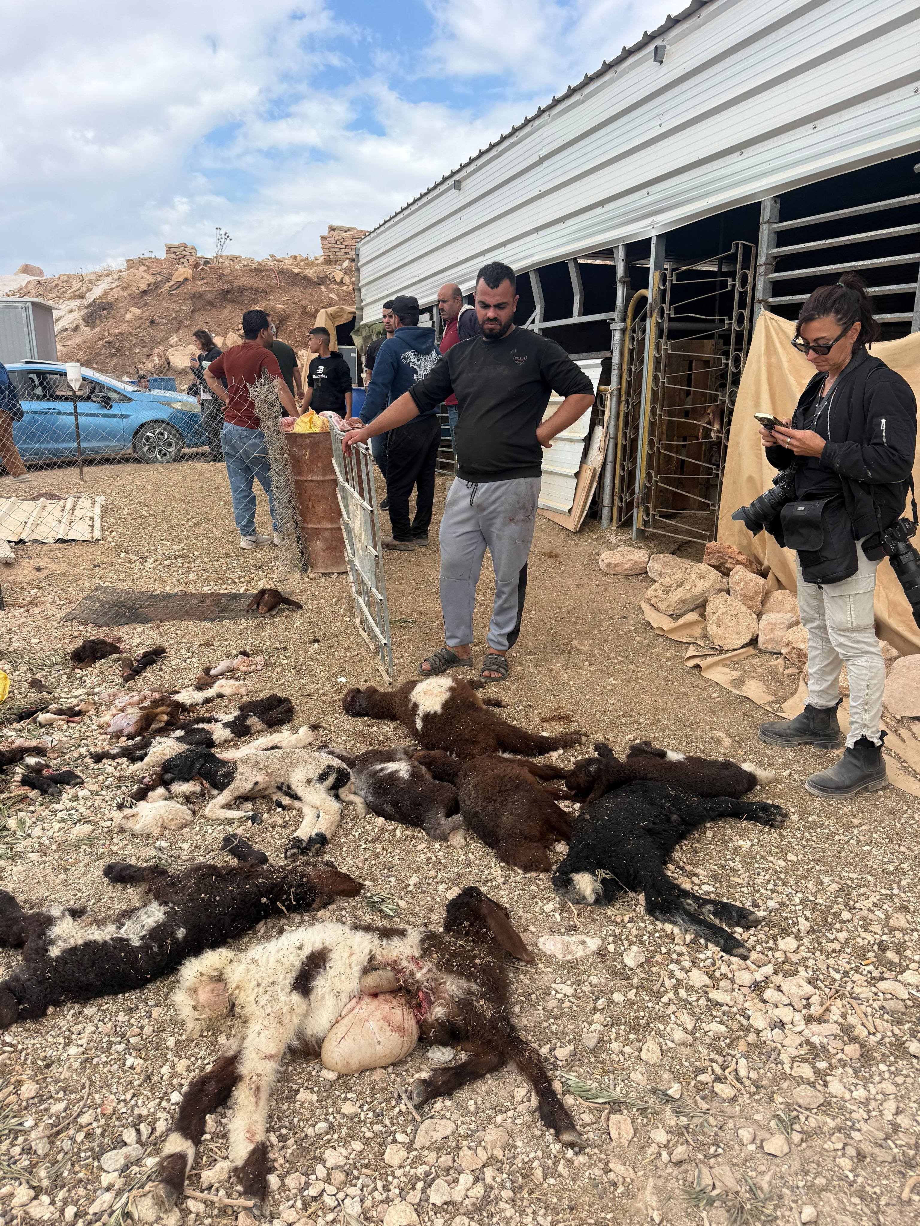 Thumbnail preview image for the video titled: Jewish settlers slaughtered nearly a dozen baby sheep in Kafr Malik
