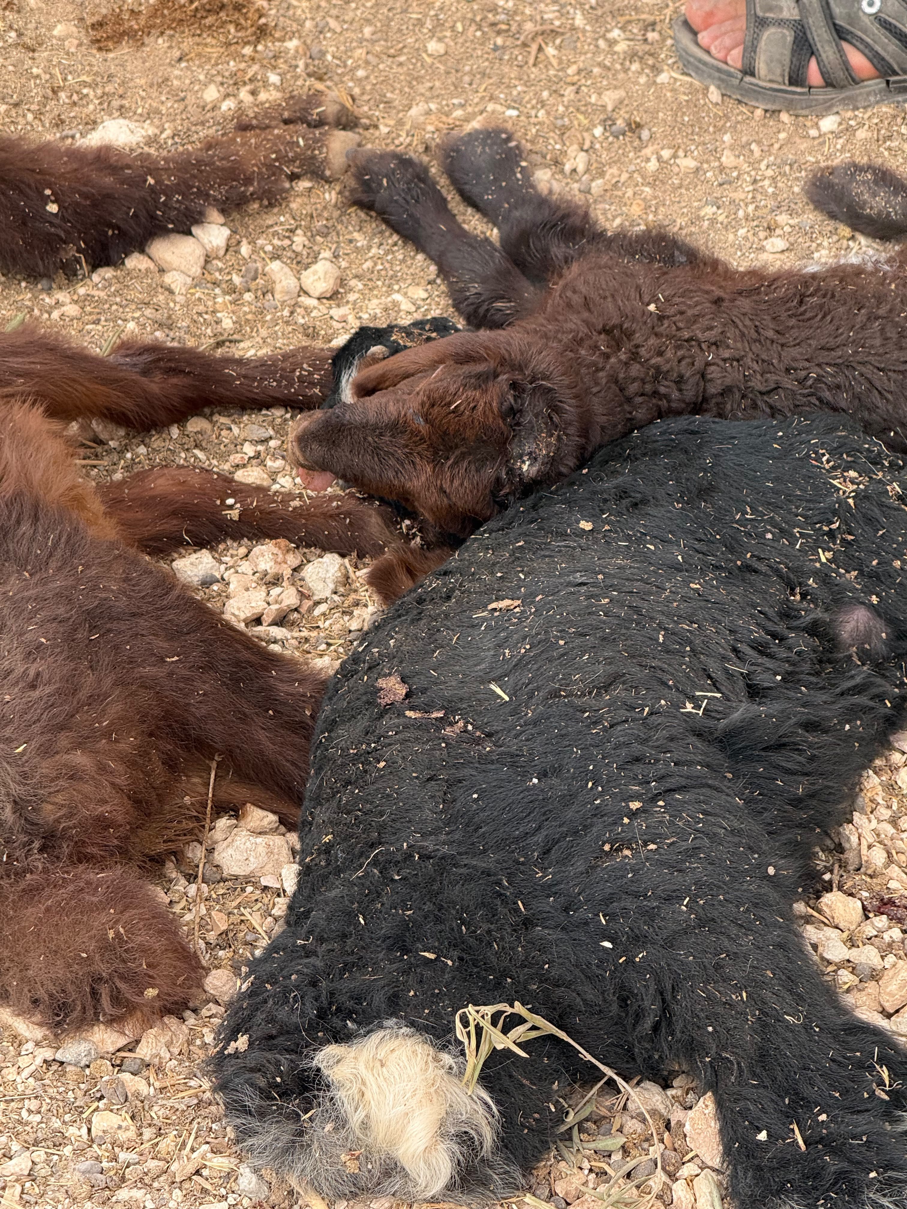 Thumbnail preview image for the video titled: Jewish settlers slaughtered nearly a dozen baby sheep in Kafr Malik
