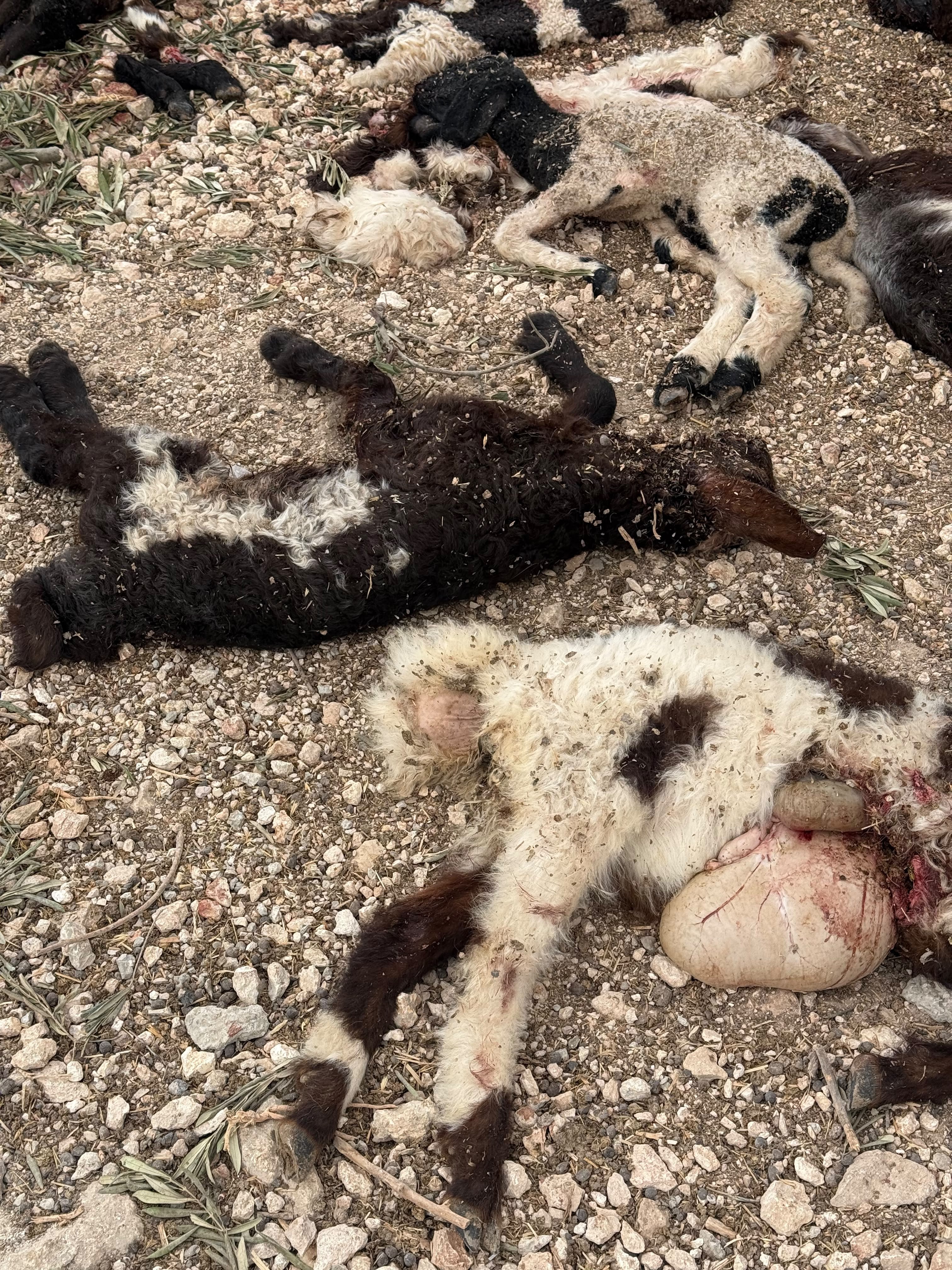 Thumbnail preview image for the video titled: Jewish settlers slaughtered nearly a dozen baby sheep in Kafr Malik