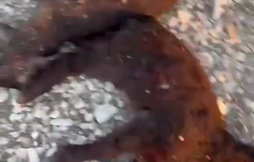 Thumbnail preview image for the video titled: Israeli settler stabbed and struck baby goats to kill and torture them in Kafr Malik