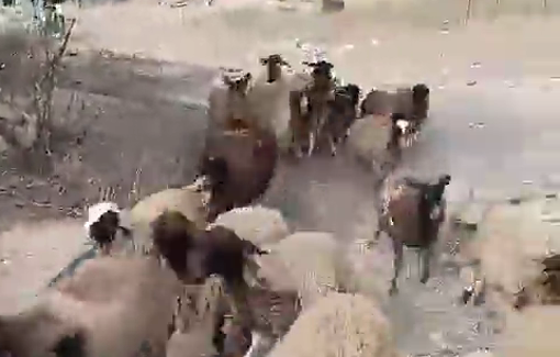 Thumbnail preview image for the video titled: Settlers assault sheep and chase them with botorbike in Khirbet al-Sakut