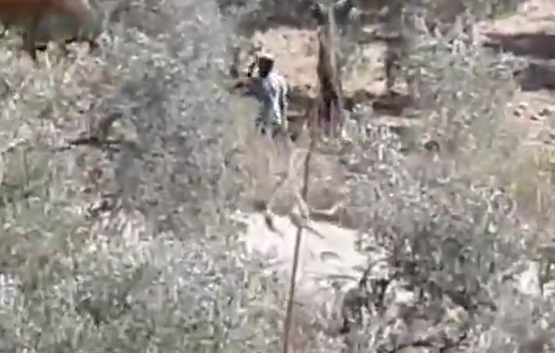 Thumbnail preview image for the video titled: Israeli settlers picking and stealing olives from Palestinian-owned olive groves near Burqa