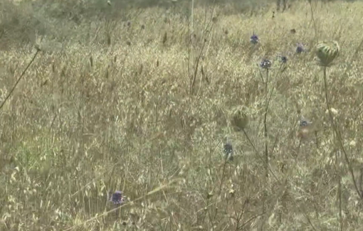 Thumbnail preview image for the video titled: Unedited footage of settlers ambushing journalists’ vehicles at the site where Sayfollah Musallet was killed