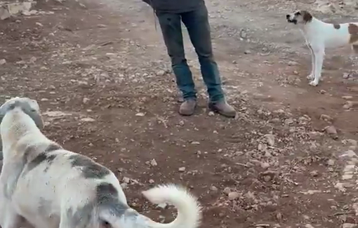 Thumbnail preview image for the video titled: In Dar Faza'a, masked Israeli settler continue to harass residents and activists