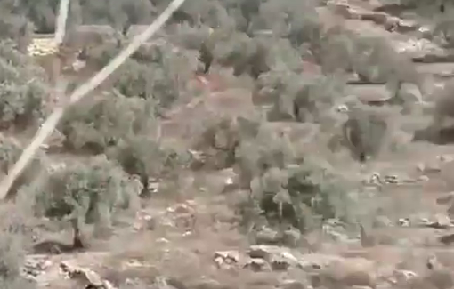Thumbnail preview image for the video titled: Israeli settlers set fire to olive trees on the outskirts of the towns of Immatin and Fara’ata