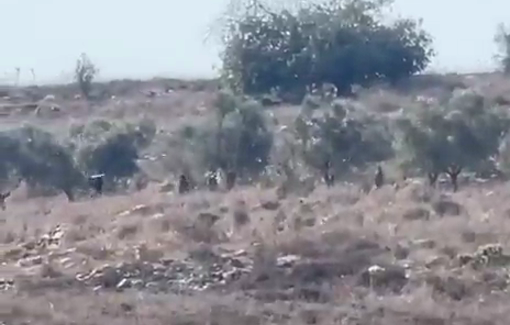 Thumbnail preview image for the video titled: Olive tree damaged by settlers in Sinjil