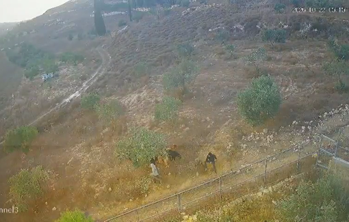 Thumbnail preview image for the video titled: Settlers from Givat Ronen, stole olives from a Palestinian farmers