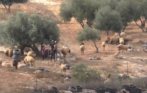 Thumbnail preview image for the video titled: Settlers from Susya illegal settlement looting the olive groves of the village of Susiya
